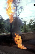 Ein Beispiel von Umweltzerstrung in Indigenen Territorien Lateinamerikas
