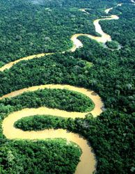 Der Fluss Amazonas.