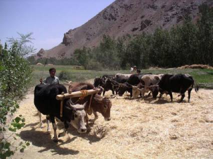 Afghanischer Bauer in der Provinz Ghazni.