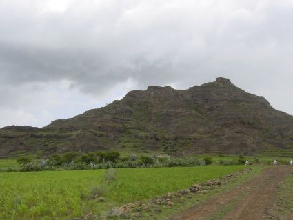 Feld mit Teff im Hochland während der Regenzeit im Juli.