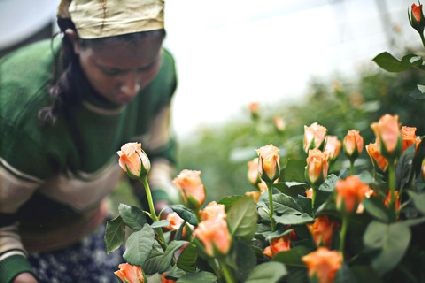 Donna oromo al lavoro in una delle 85 piantagioni di rose dell'Etiopia.