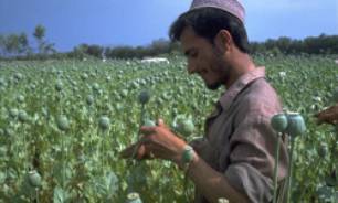 Mohnblumenanbau zur Opiumherstellung.