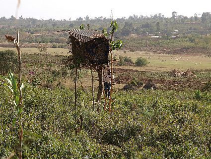 Der Ausverkauf von Land in Äthiopien schürt die Armut der Kleinbauern und bedroht viele kleinere Völker in ihrer Existenz. Foto: Stefan Gara/flickr.