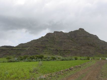 Un campo di teff in Eritrea durante la stagione delle piogge in luglio.
