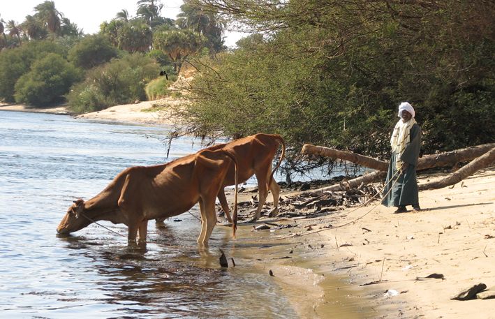 Die Bauern im Mündungsdelta benötigen das Wasser des Nils zum Bewässern ihrer Felder und Tränken ihrer Tiere. Foto: NH53/Flickr BY 2.0.