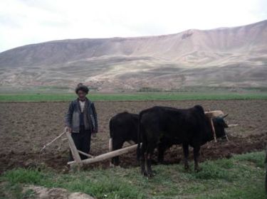 Viaggio in Afghanistan: contadino hazara nel distretto di Yakawlang. Foto di Evelina Colavita