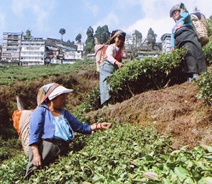 Raccoglitrici di té presso Darjeeling. Foto: Thomas Benedikter.