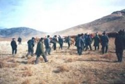 Confisca da parte del governo del bestiame ai pastori mongoli, maggio 2002