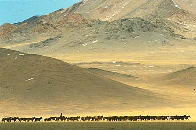 Mandrie di cavalli tra i monti Altai