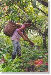 La raccolta del cacao nella terra comunitaria di San Josè