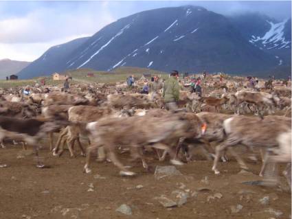Schwedische Sámi und ihre Rentiere in Norwegen - Kälbermarkierung im Dividalen, Juli 2005. Foto Liane Gruda