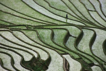 1.300 anni fa le comunità delle regioni montane vicine al Fiume Rosso hanno creato migliaia di terrazze coltivate a riso. Oggi questo paesaggio fa parte del Patrimonio Culturale dell'Umanità. Foto: R. Feldbacher, M. Haselböck.