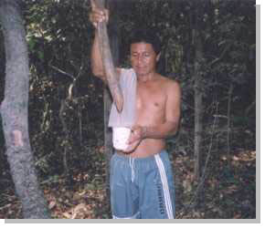 Estrazione del principio attivo della 'uña de gato' (Uncaria tomentosa) nella foresta amazzonica. Gli Shipibo Konibo utilizzano questo principio da generazioni per curare una grossa varieta' di malattie, tra cui anche i tumori.