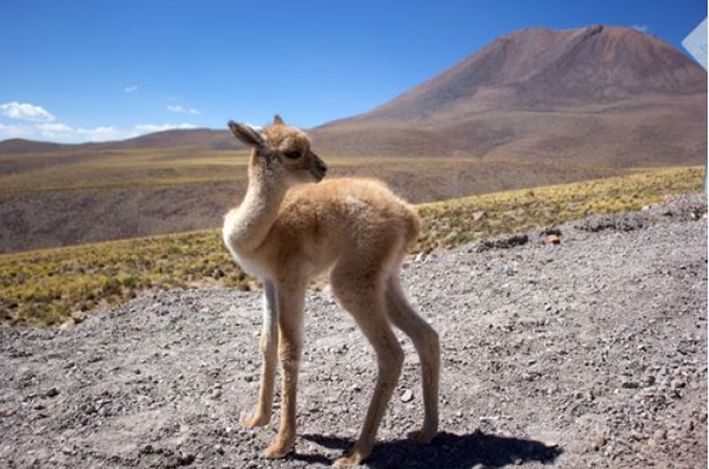 Die Atacama-Wüste, die sich vom Norden Chiles bis zum Süden Perus erstreckt, gilt als die trockenste Wüste der Welt. Der enorme Wasserverbrauch für den Lithiumabbau bedroht Mensch und Umwelt in der Region. Auf dem Foto ist ein Vicuña-Jungtier. Foto: ALMA (ESO/NAOJ/NRAO)/René Durán/ Wikipedia CC BY 4.0