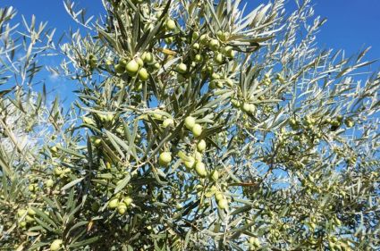 Zynisch: Die Türkei nennt ihre Invasion 'Operation Olivenzweig'. In der Region um die syrische Stadt Afrin wachsen viele Olivenbäume. Foto:Johannes Schwanbeck/ Flickr BY 2.0.