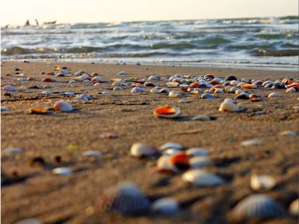 So mannigfaltig wie diese Muscheln am Kaspischen Meer ist auch die Sprache Romanes, die Lehnwörter aus vielen Sprachen enthält. So lautet das Wort für 'Ozean' oder 'See' in einigen Romanes-Dialekten 'doryavo'. Dies ist die persische Bezeichnung für das Kaspische Meer ('Deryav'). Foto: daniyal62 via Flickr.